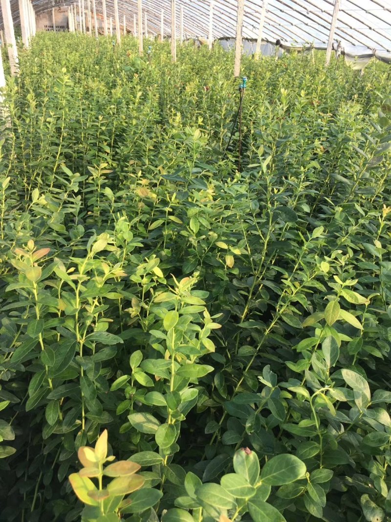 蓝莓苗基地批发1-5年生营养杯苗