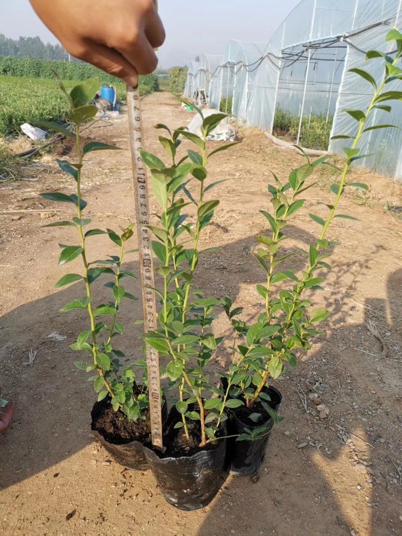 蓝莓苗基地批发1-5年生营养杯苗