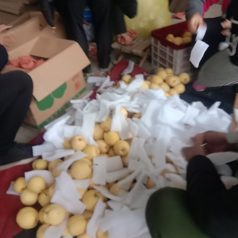 酥梨砀山酥梨产地直销价格便宜商超品质市场商超档口电商