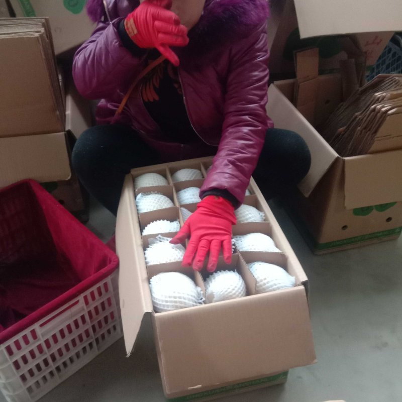 酥梨砀山酥梨产地直销价格便宜商超品质市场商超档口电商