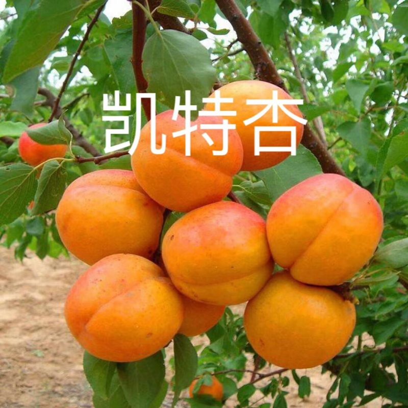 杏苗基地杏树苗批发基地直销价格优惠
