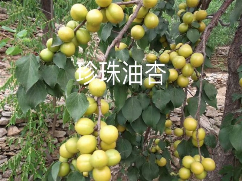 杏苗基地杏树苗批发基地直销价格优惠