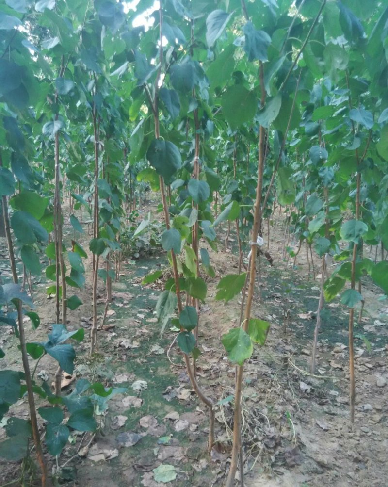 杏苗基地杏树苗批发基地直销价格优惠