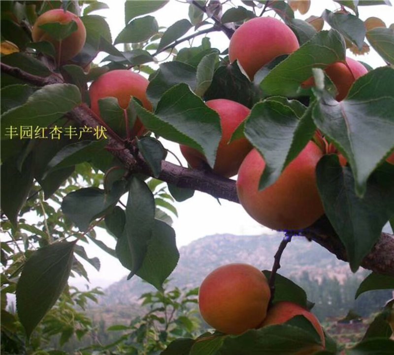 杏苗基地杏树苗批发基地直销价格优惠
