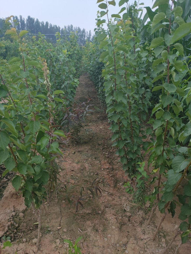 杏苗基地杏树苗批发基地直销价格优惠