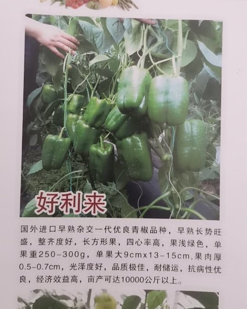 甜椒苗方椒苗菜椒苗圆椒苗五彩椒苗螺丝椒线椒