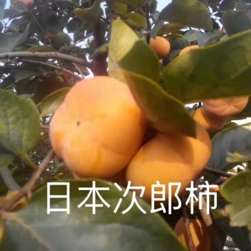 柿子苗基地柿树苗批发规格齐全价格优惠