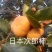 柿子苗基地柿树苗批发规格齐全价格优惠