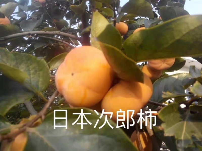 柿子苗基地柿树苗批发规格齐全价格优惠