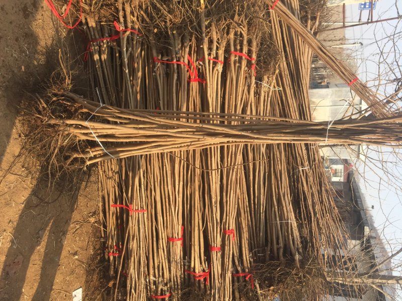 柿子苗基地柿树苗批发规格齐全价格优惠