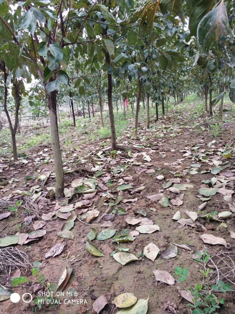 柿子苗基地柿树苗批发规格齐全价格优惠
