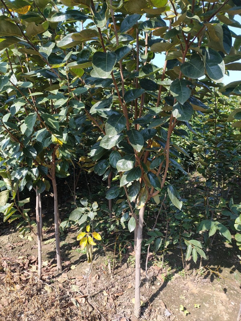 柿子苗基地柿树苗批发规格齐全价格优惠