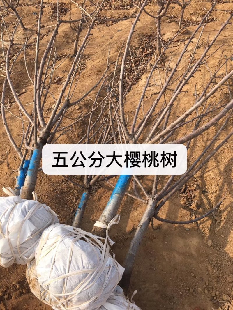 樱桃苗矮化樱桃苗美早、俄八保品种、包成活