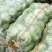 2019年10月24号苤蓝大量上市！！！有需要的客户联系