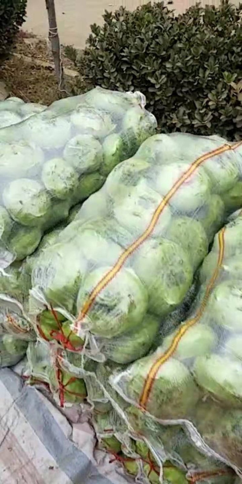 2019年10月24号苤蓝大量上市！！！有需要的客户联系