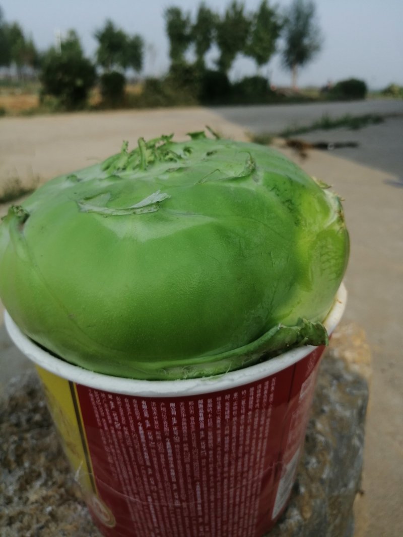 2019年10月24号苤蓝大量上市！！！有需要的客户联系
