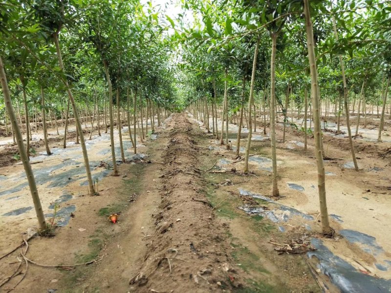 石榴苗基地软籽石榴苗批发品种纯正价格优惠