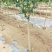 石榴苗基地软籽石榴苗批发品种纯正价格优惠