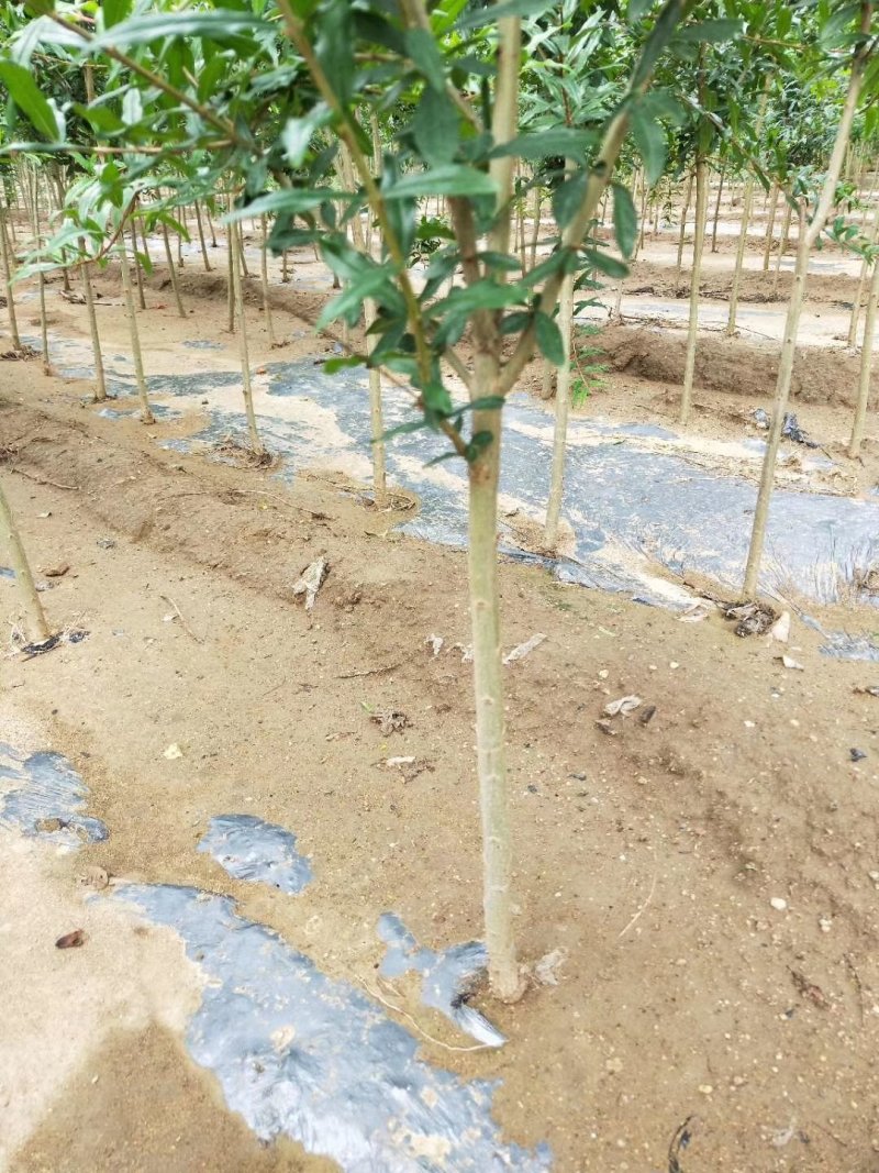 石榴苗基地软籽石榴苗批发品种纯正价格优惠