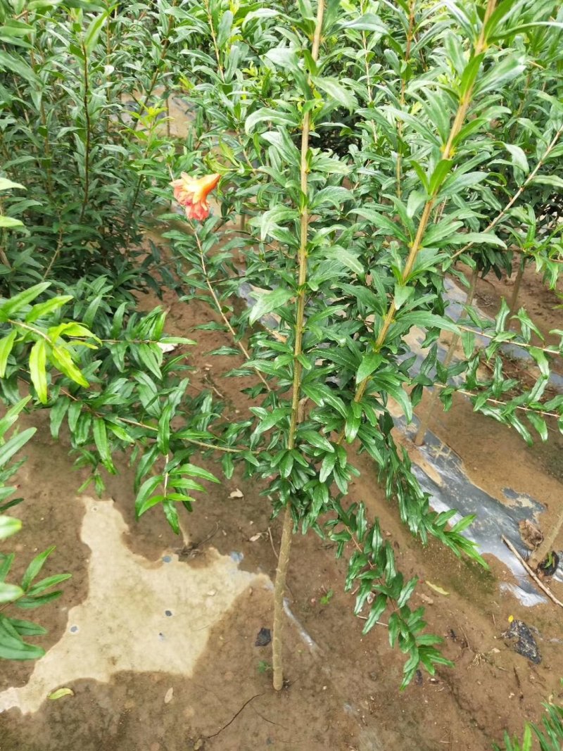 石榴苗基地软籽石榴苗批发品种纯正价格优惠