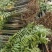 香椿苗基地红油香椿苗批发大棚种植效益高提供技术指导