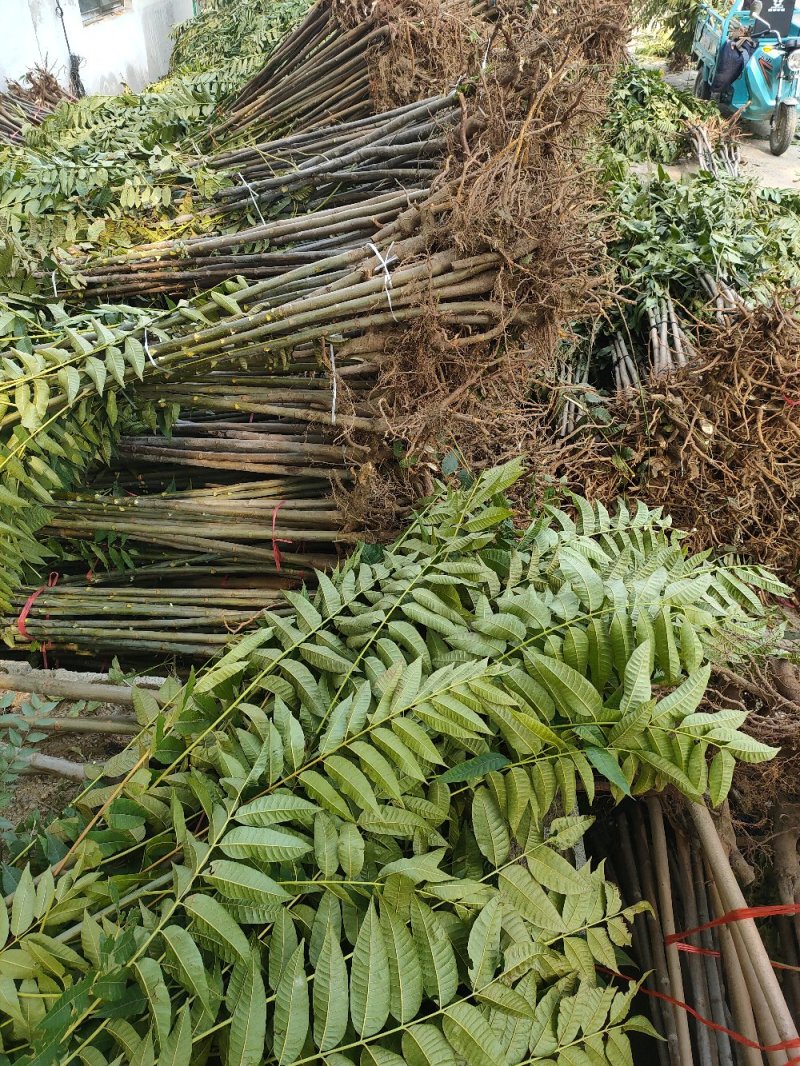 香椿苗基地红油香椿苗批发大棚种植效益高提供技术指导