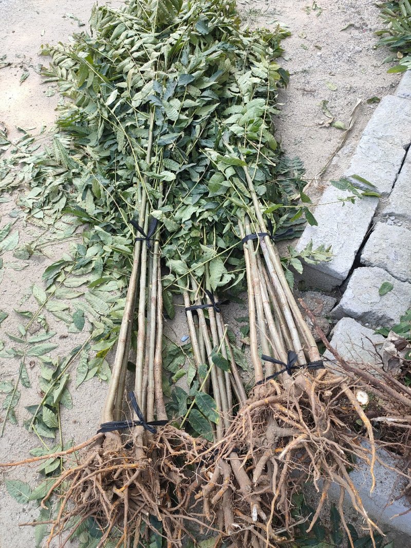 香椿苗基地红油香椿苗批发大棚种植效益高提供技术指导