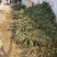 花椒苗大红袍花椒苗看圃起苗现挖现卖包成活