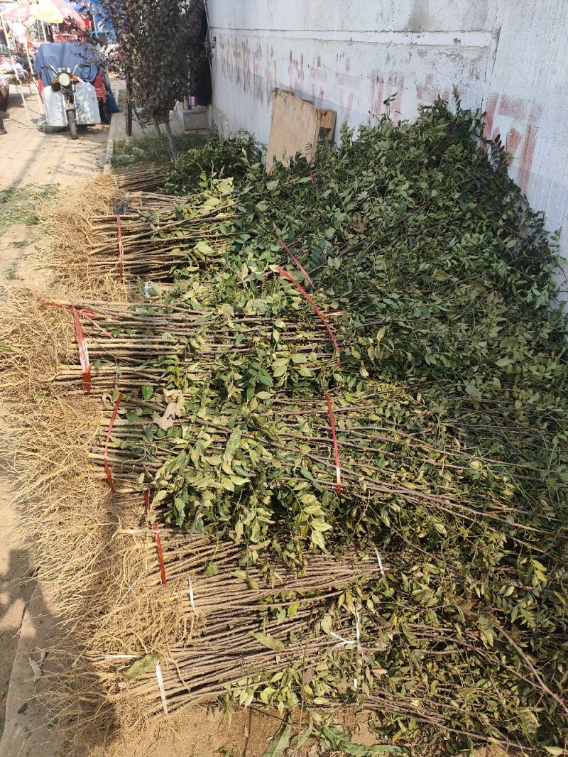 花椒苗大红袍花椒苗看圃起苗现挖现卖包成活