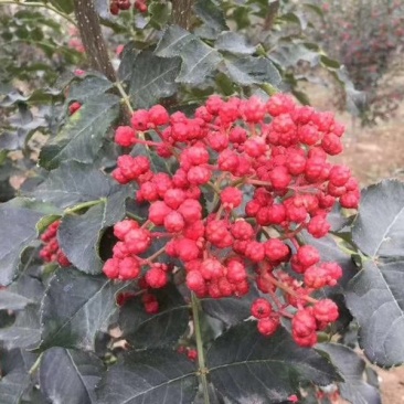 花椒苗大红袍花椒苗看圃起苗现挖现卖包成活