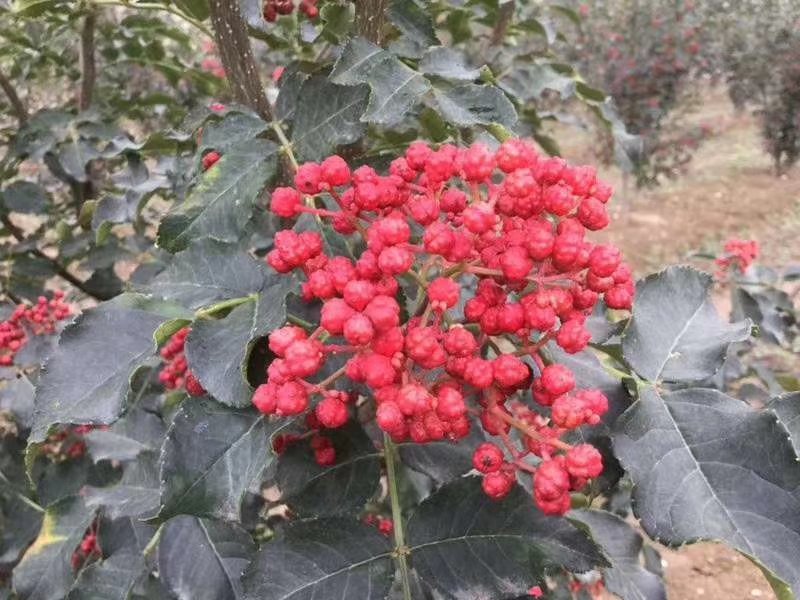 花椒苗大红袍花椒苗看圃起苗现挖现卖包成活
