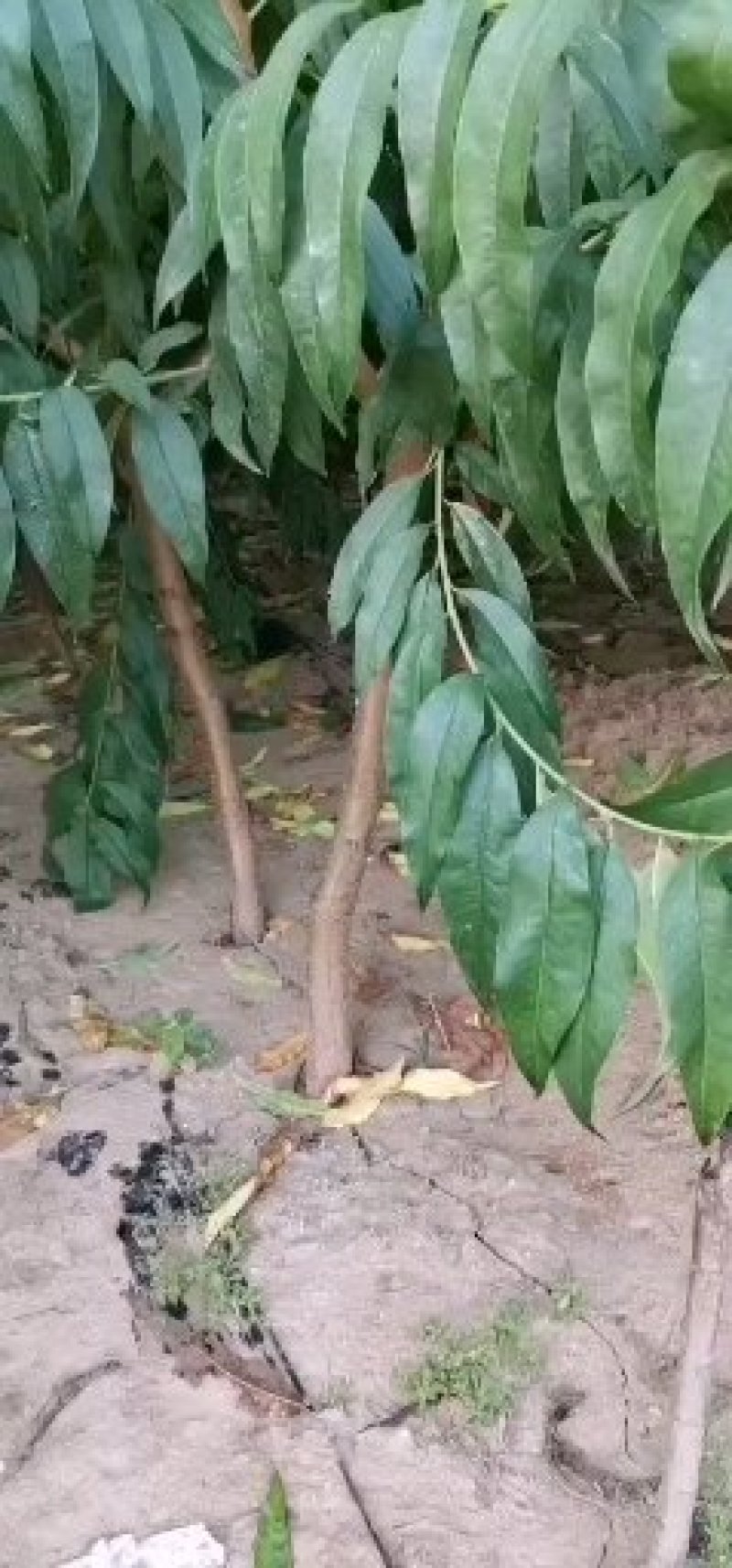 中油19号桃苗，成活率高，技术指导，保品种，可签合同