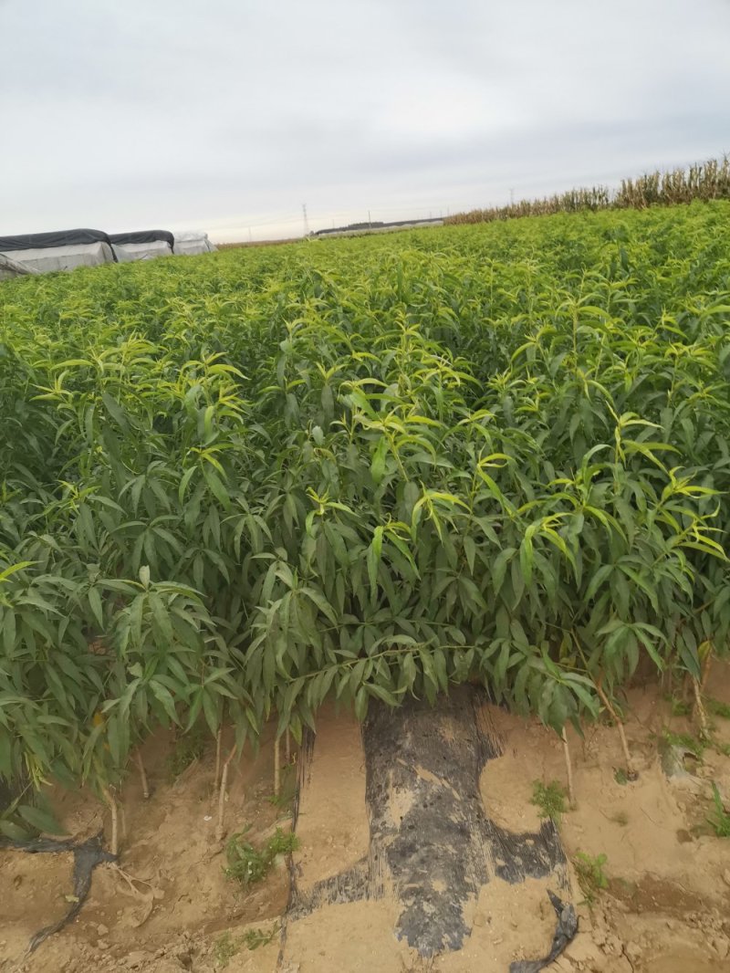 中油19号桃苗，成活率高，技术指导，保品种，可签合同