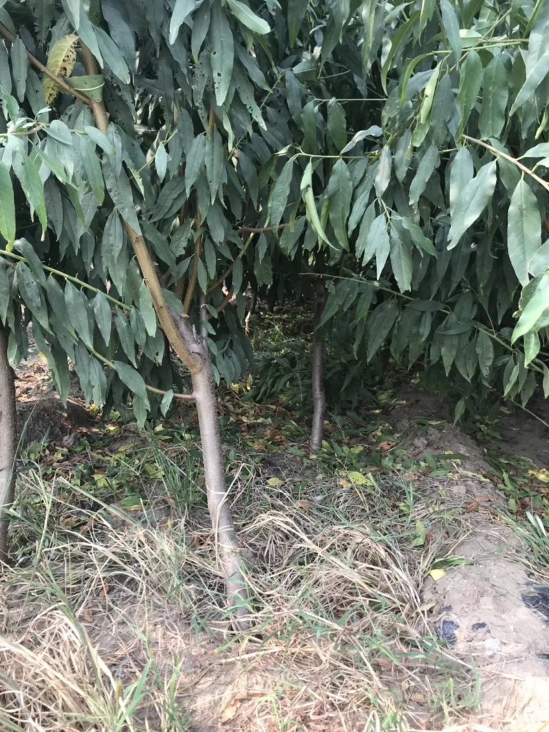 中油19号桃苗，成活率高，技术指导，保品种，可签合同