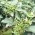 花椒苗大红袍花椒苗看圃起苗现挖现卖包成活