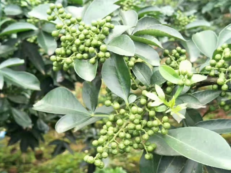 花椒苗大红袍花椒苗看圃起苗现挖现卖包成活