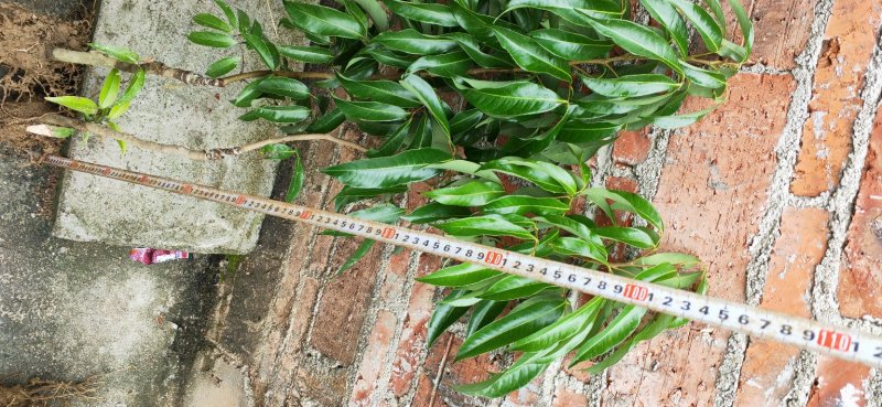 荔枝树苗嫁接苗妃子笑无核荔枝A4灵山香荔鸡嘴荔糯米糍南方