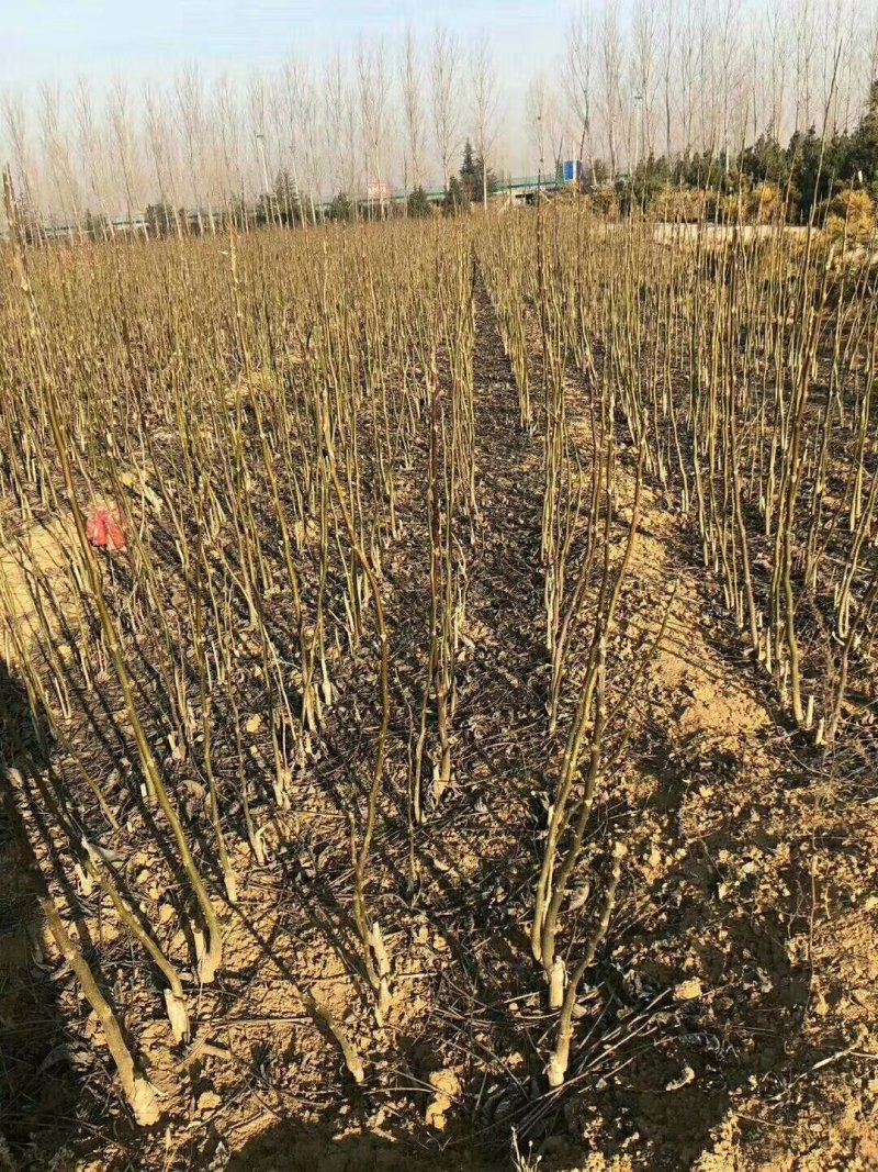 核桃苗基地嫁接核桃苗批发基地直销价格优惠
