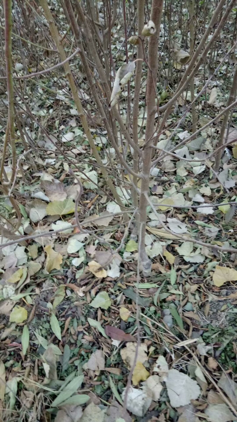 杜梨苗基地批发根系发达嫁接品种梨苗成活率高