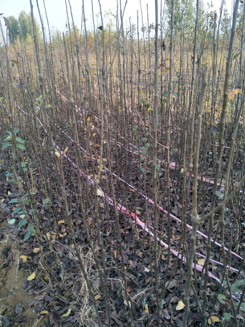 杜梨苗基地批发根系发达嫁接品种梨苗成活率高