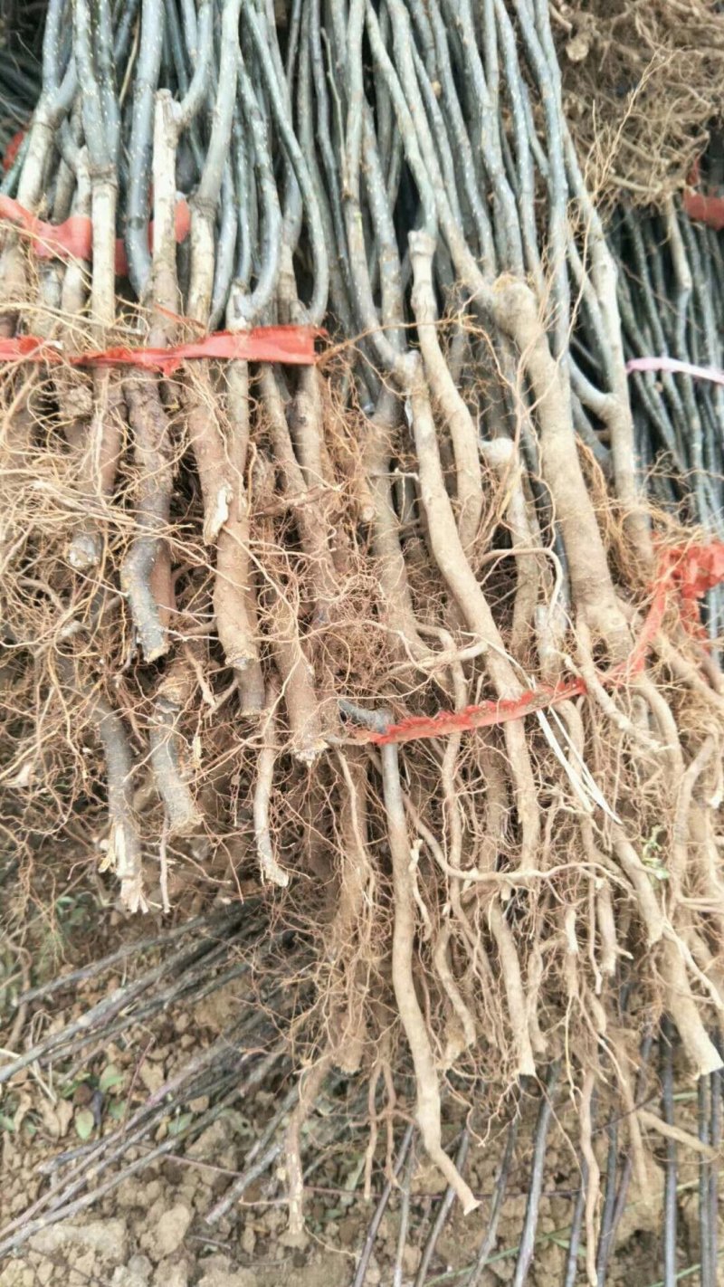 杜梨苗基地批发根系发达嫁接品种梨苗成活率高