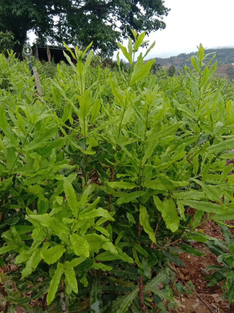 晚熟芒果苗，坚果苗，三角梅，青香木等