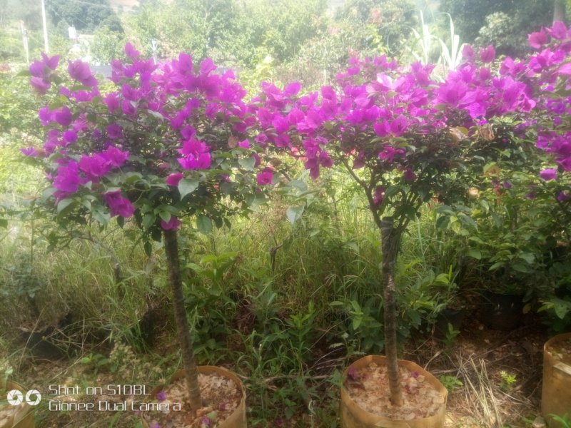 晚熟芒果苗，坚果苗，三角梅，青香木等