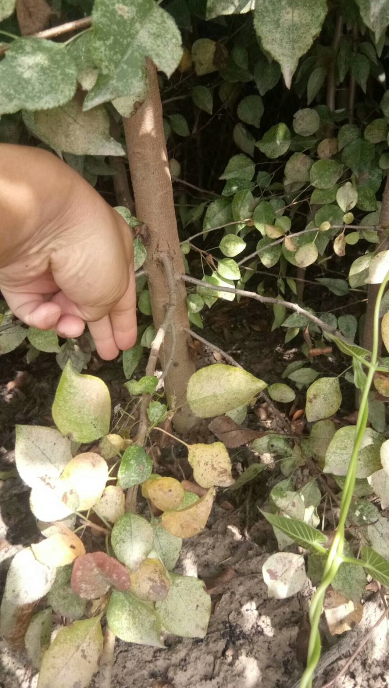 杜梨苗基地批发根系发达嫁接品种梨苗成活率高