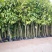 宜宾黄角兰|宜宾黄桷兰|重庆白兰|宜宾白兰