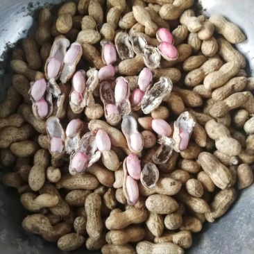 鲜花生，沙土地，手捡过筛