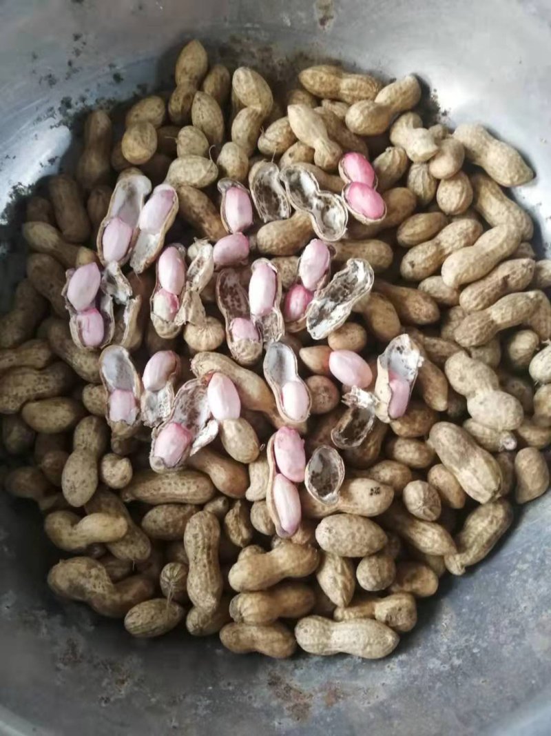 鲜花生，沙土地，手捡过筛