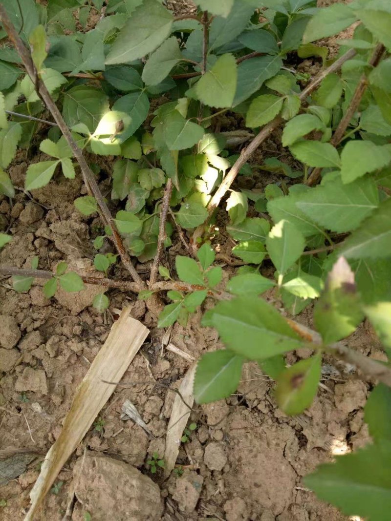 基地直销连翘苗