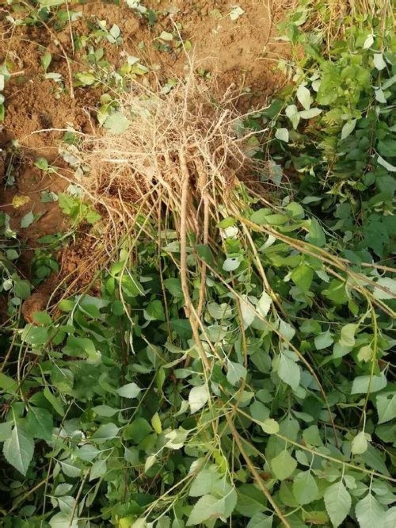 基地直销连翘苗