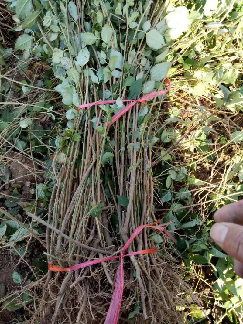 基地直销连翘苗